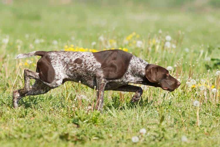 Dressage de chien de chasse à Mougins