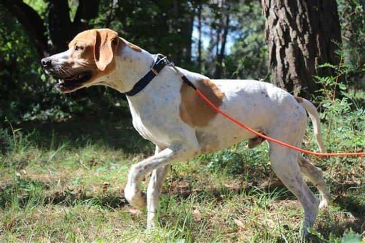 Éducation canine à Mougins