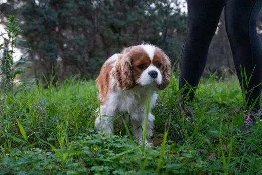 Garde de chien à Mougins