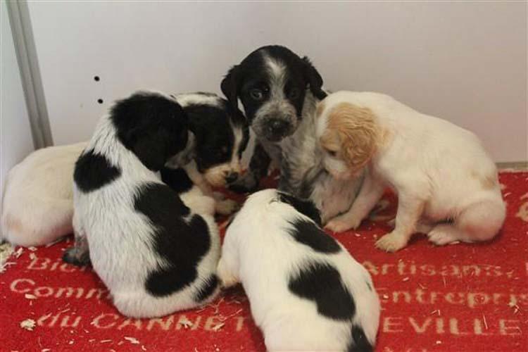 Élevage de chiens à Mougins